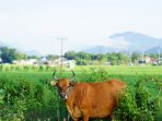 a brown cow standing in a lush green field