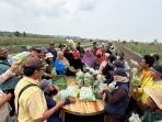 Petani memanen sayuran di kawasan transmigrasi Batu Betumpang