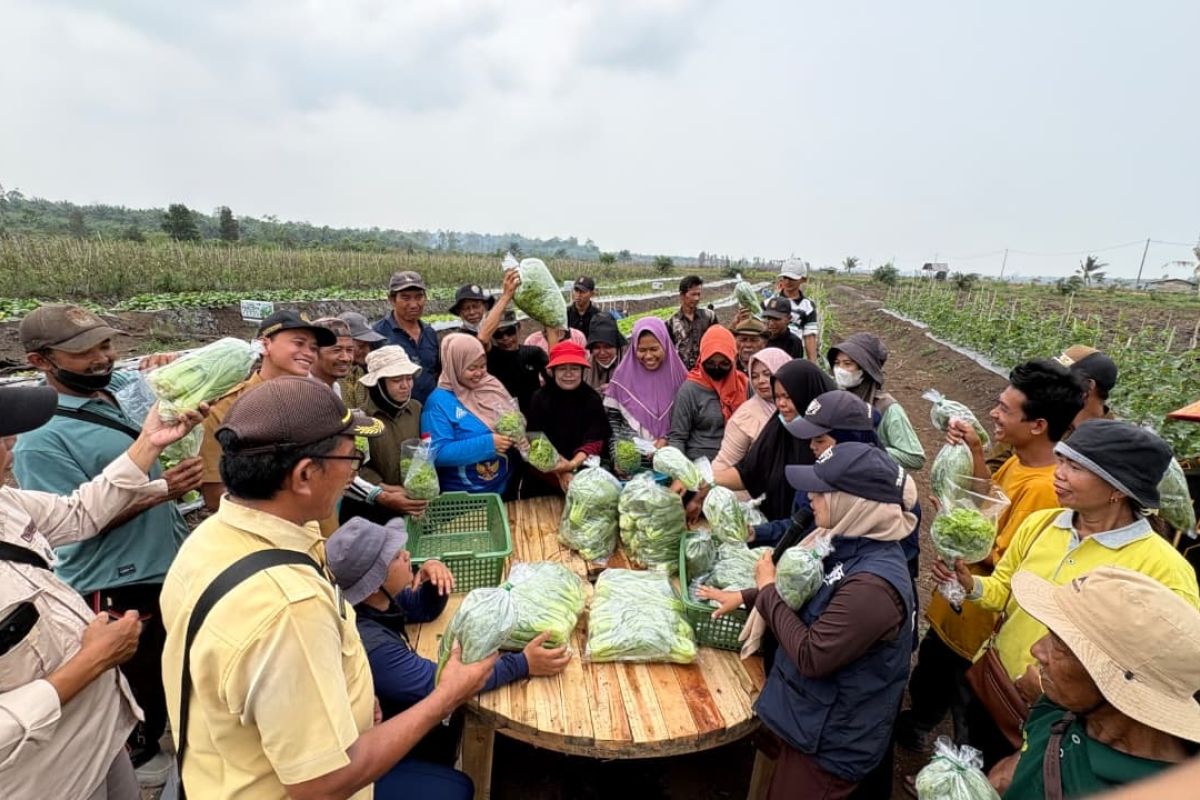 Petani memanen sayuran di kawasan transmigrasi Batu Betumpang